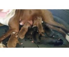 9 x  Pitbull pups