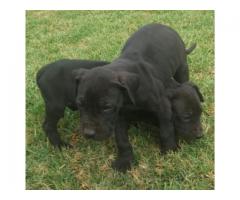 Pure bred black Great Dane puppies for sale
