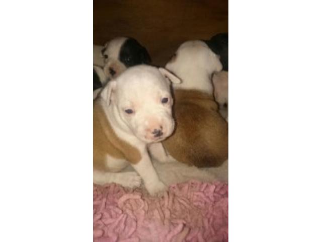 Staffie pups for sale