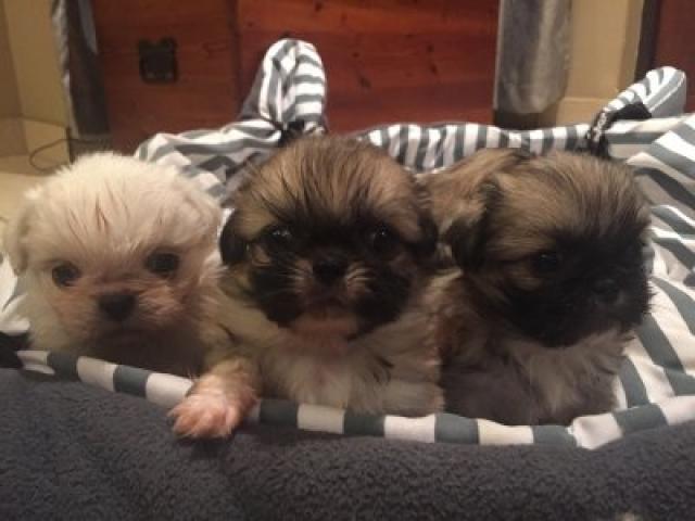 Pekingese pups for sale