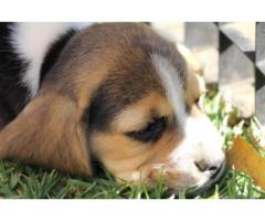 Jarocas Kennels - Breeder of Labrador Retriever, Jack Russell and Beagle puppies in Gauteng