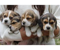 Jarocas Kennels - Breeder of Labrador Retriever, Jack Russell and Beagle puppies in Gauteng