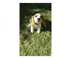 Male Registered Beagle puppy for sale