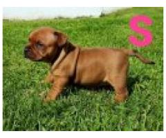 Staffordshire Bull Terriers for sale