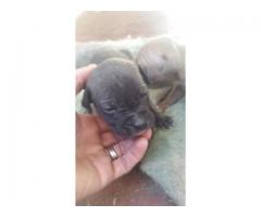 Puppies For sale