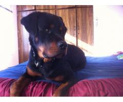 Rottweiler puppies for sale 