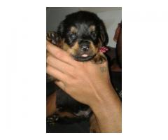 Rottweiler puppies for sale 