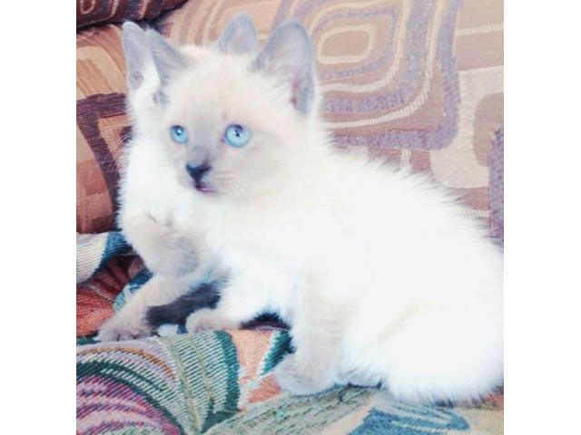 Siamese kitty for sale