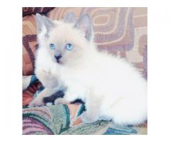 Siamese kitty for sale
