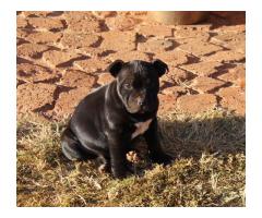 Staffie puppies