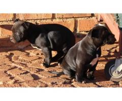 Staffie puppies