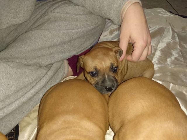 AWESOME sTAFFIE puppies for sale