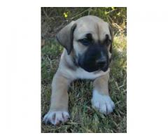 Beautiful purebred boerboel puppies for sale!