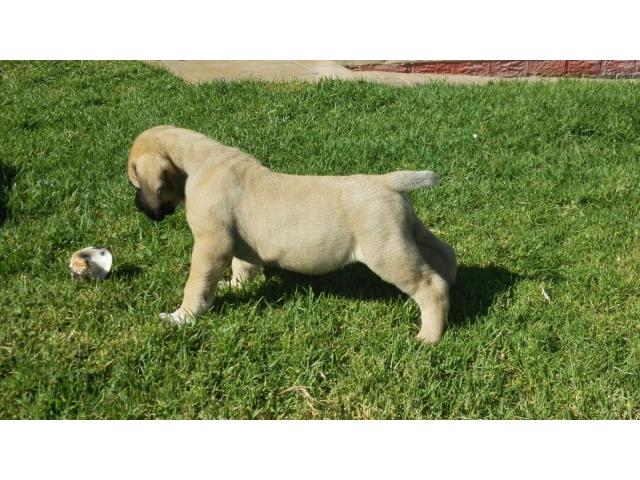 Registered Purebred puppies for sale (must have)!
