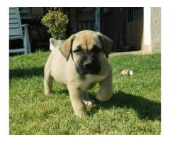 Registered Purebred puppies for sale (must have)!