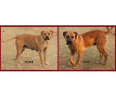 Boerboel Puppies for sale